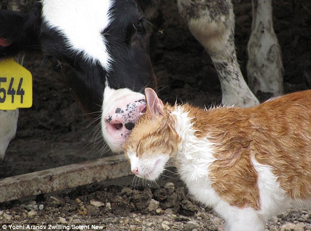 Gato e bezerro