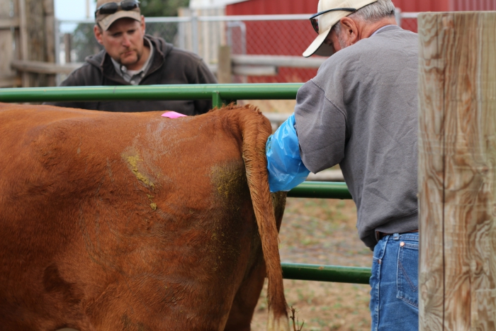 Inseminando vaca leiteira