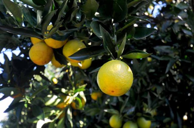 laranja-no-parana Laranja