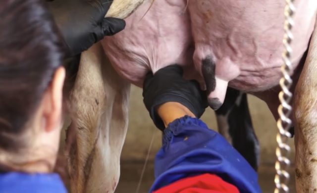 mastite-bovina mastite-bovina