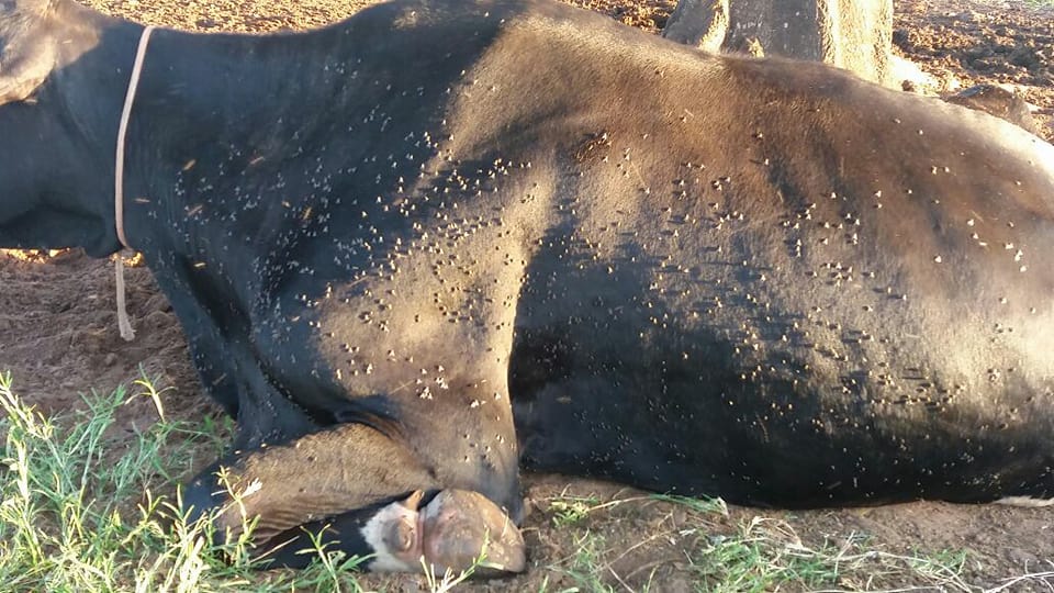 MOSCAS MATAM ANIMAIS E HUMANOS NO BRASIL, ALERTA! 7