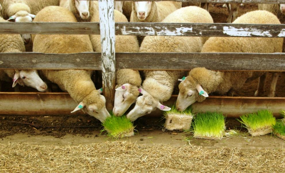 Ovelhas comendo milho hidropônico