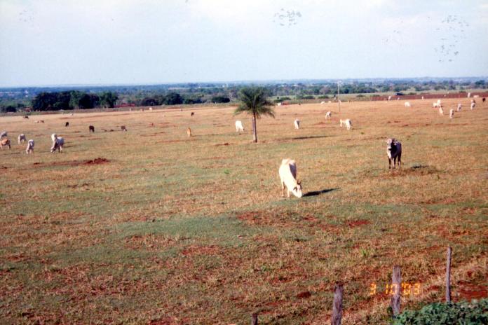 pastagem-area-degradada