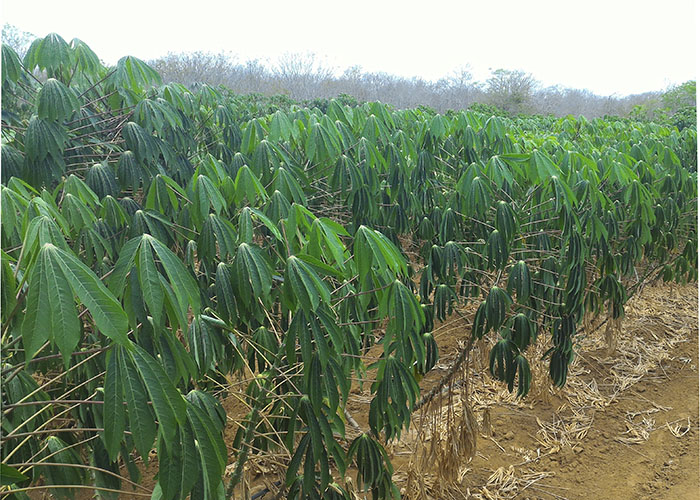 Plantação de mandioca