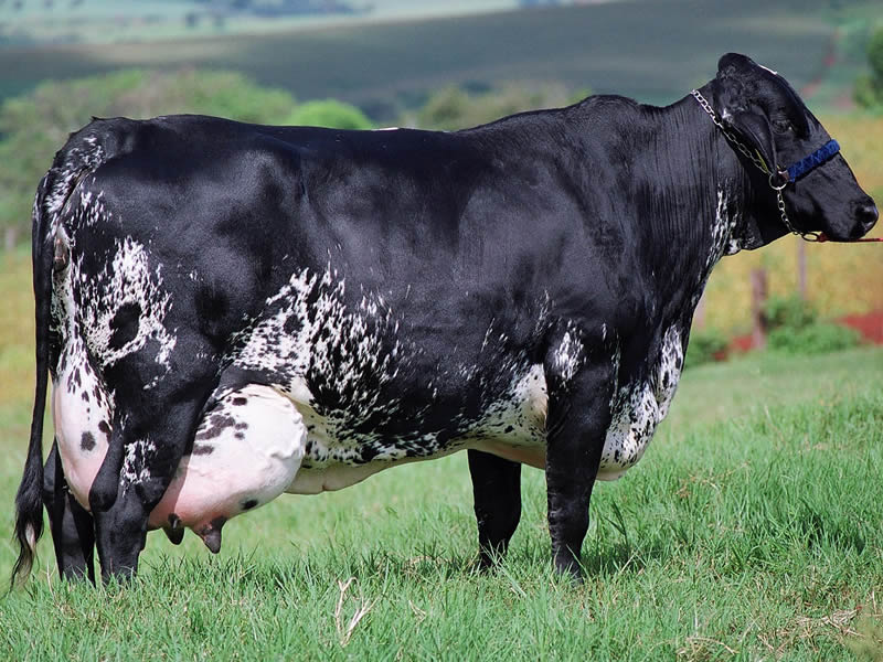 Vaca girolando