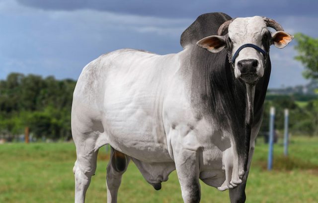 rem-armador-alta-genetics-genetica-aditiva REM Armador