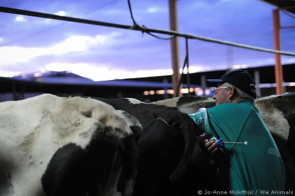 Vaca sendo inseminada