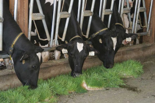 vacas-comendo-milho-hidroponico Vacas comendo milho hidroponico