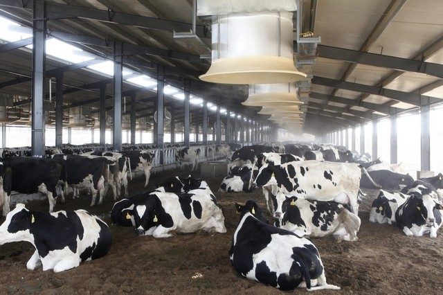 vacas-esperando-barracao Vacas