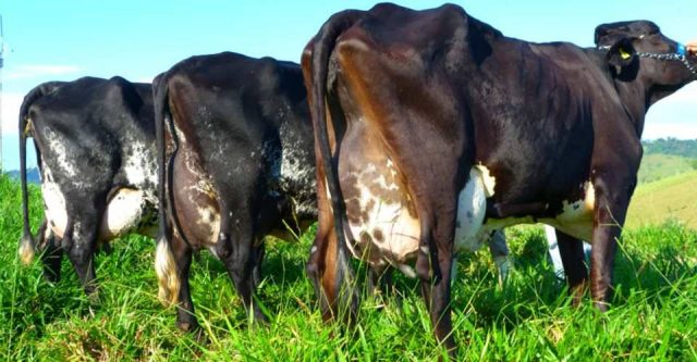 vacas-girolando-ubere Vacas Girolando
