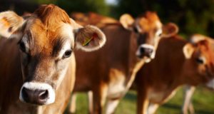 vacas jersey