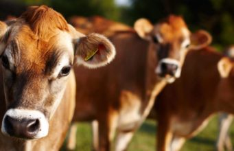 vacas jersey