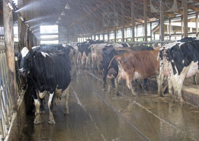 vacas-tomando-banho Vacas tomando banho pré ordenha