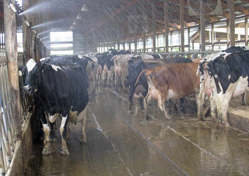 Vacas tomando banho pré ordenha