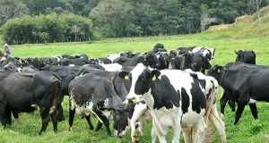 Vacas leiteiras