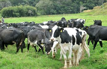 Vacas leiteiras