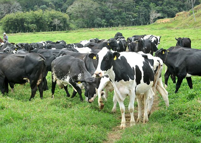 vacs-leiteiras-no-pasto Vacas leiteiras