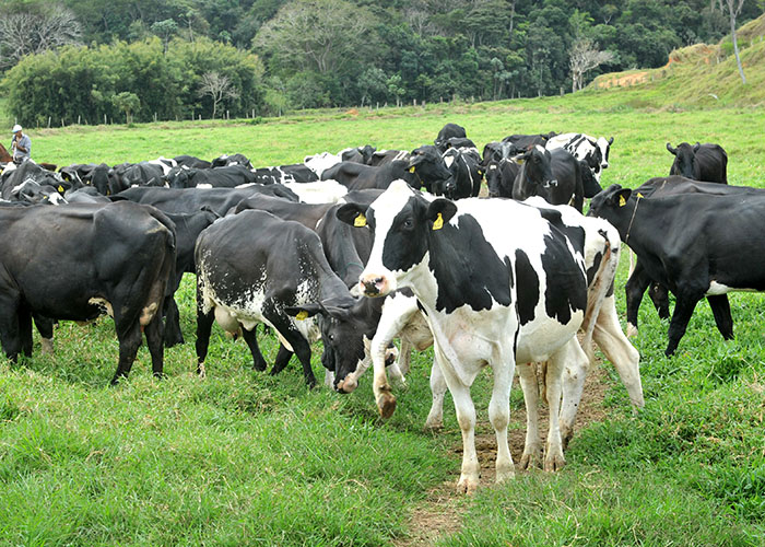 Vacas leiteiras