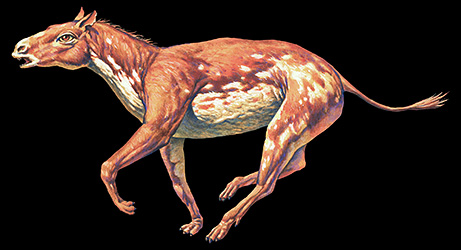 Eohippus