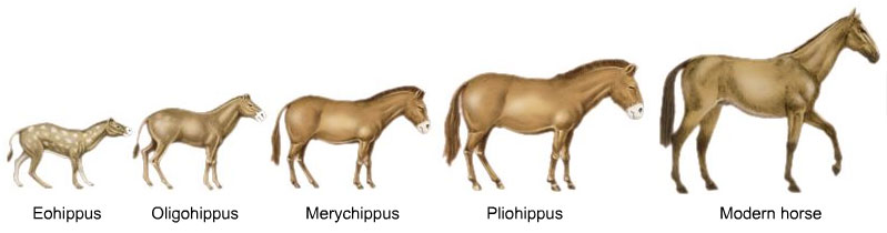Evolução do Cavalo