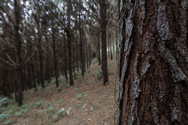 Engenheiro Florestal