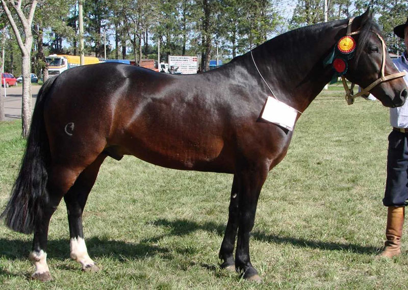 Cavalo crioulo Equador de Santa Edwiges