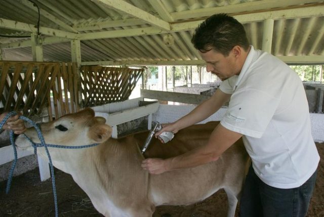 Veterinário Veterinário