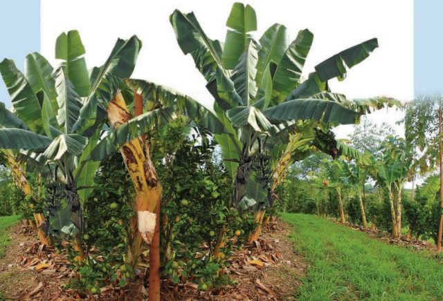 agro-florestas agro-florestas