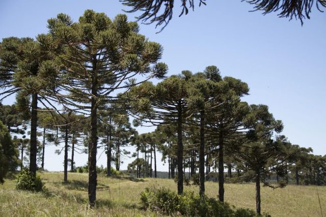 araucarias Araucárias