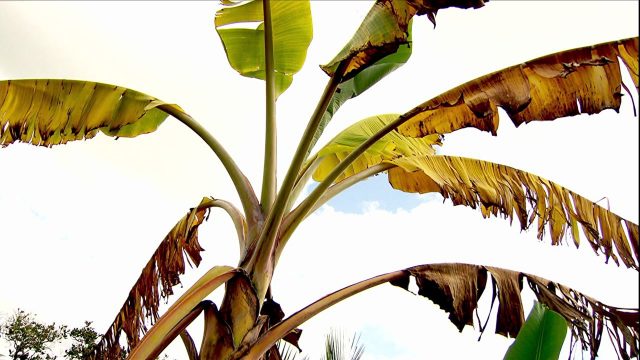banana-com-doenca banana-com-doenca