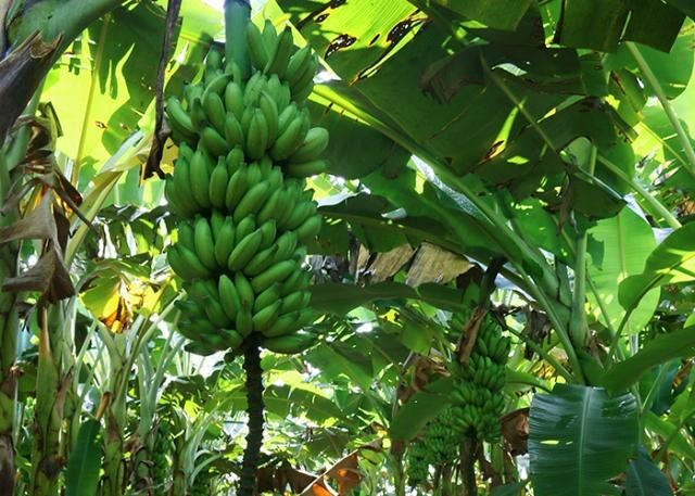 banana-no-pe