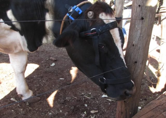 bep-Bovine-Electronic-Platform-vaca