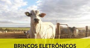brincos eletrônicos para bovinos allflex