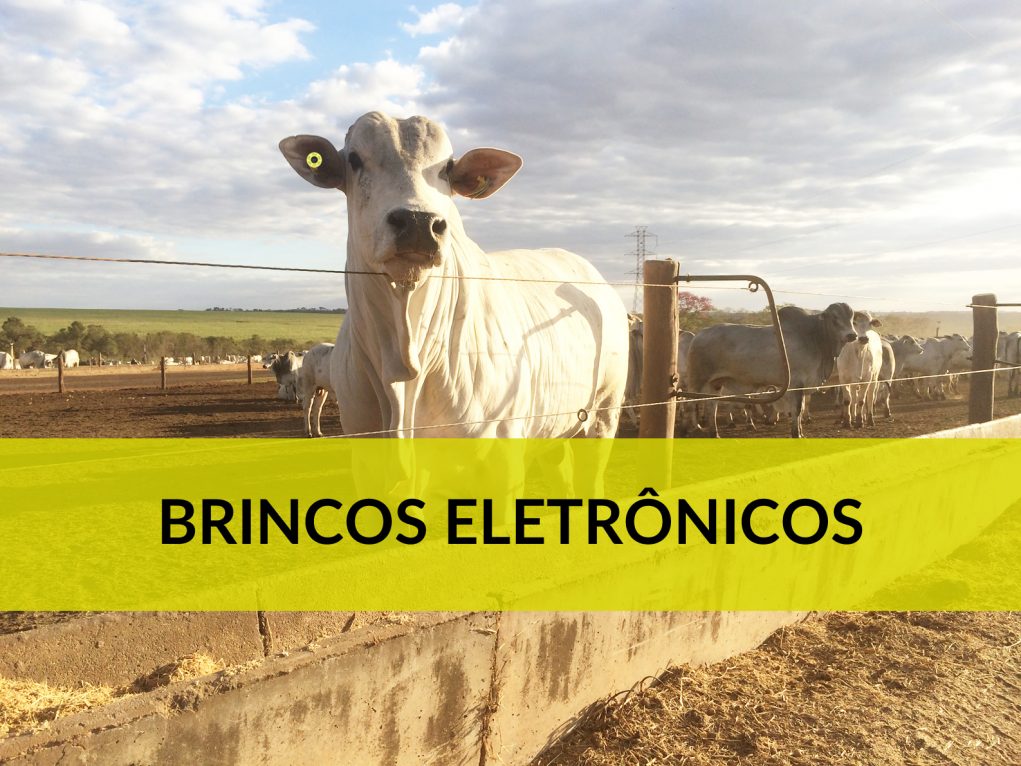 brincos eletrônicos para bovinos allflex