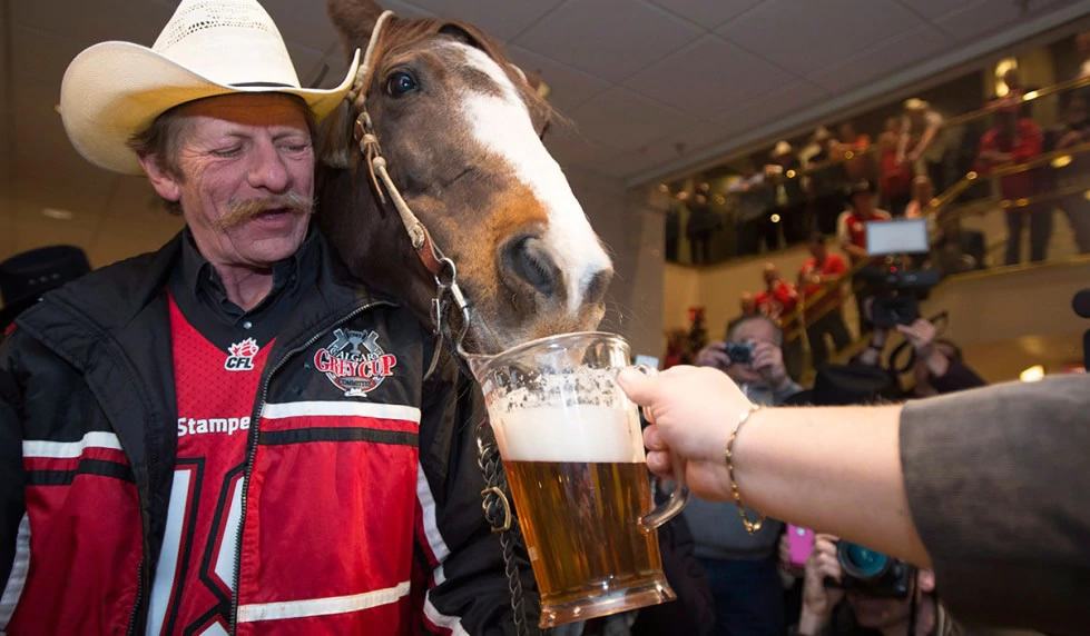 cavalo-bebendo-cerveja