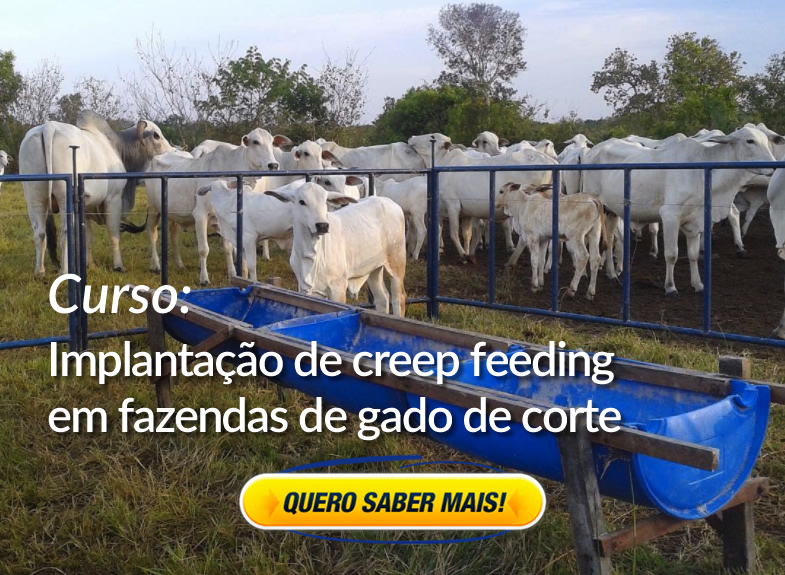 creep-feeding-bezerros-curso