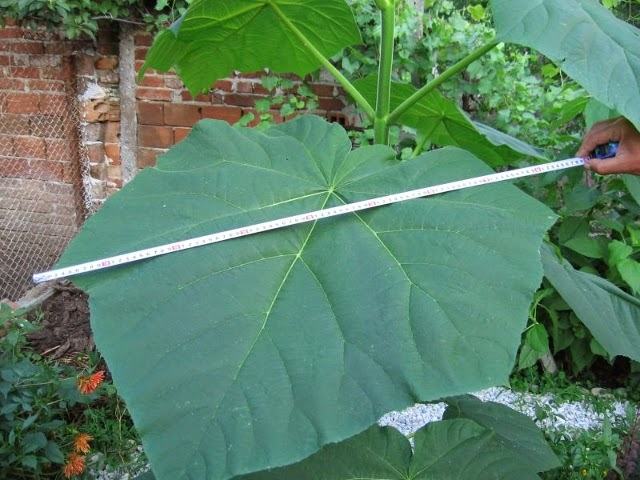 folha-da-paulownia