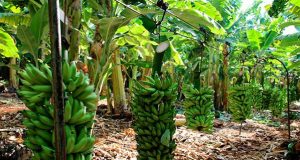 Plantação de Banana