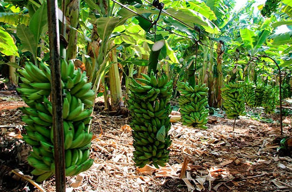 Plantação de Banana