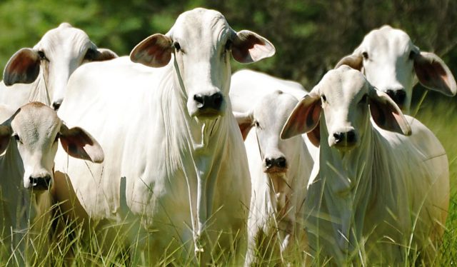 gado-tabapua-vacas-e-bezerros Gado Tabapuã