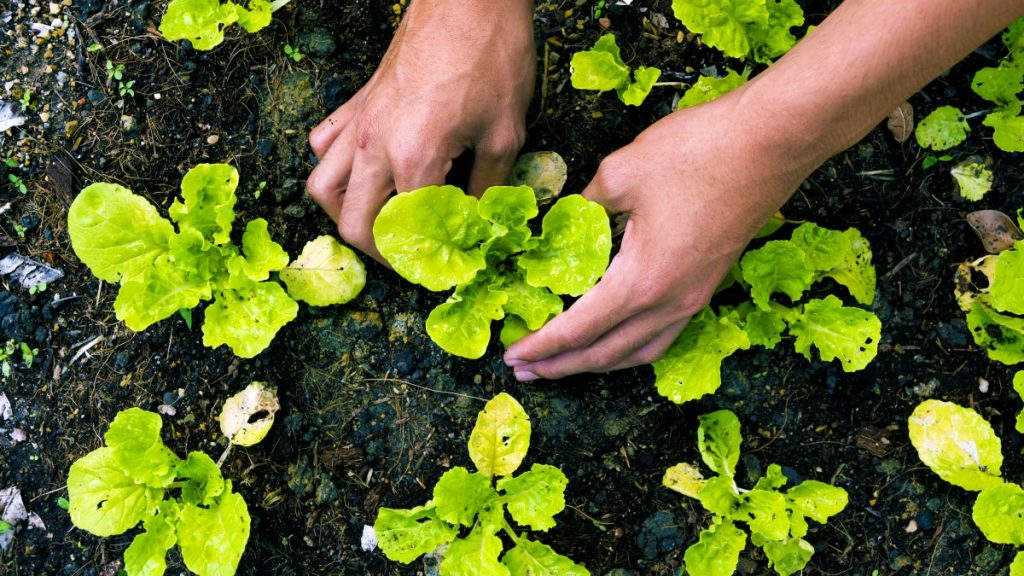 O Paraná encerrou 2023 em primeiro lugar na produção de orgânicos do Brasil, com 3.911 produtores rurais com certificação orgânica, de acordo com o Cadastro Nacional de Produtores Orgânicos do Ministério da Agricultura e Pecuária (Mapa).