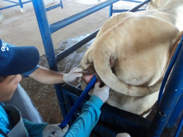 inseminacao-artificial-vaca-nelore inseminacao-artificial-vaca-nelore