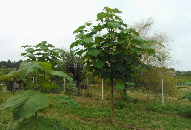 paulownia-ou-kiri-japones paulownia-ou-kiri-japones