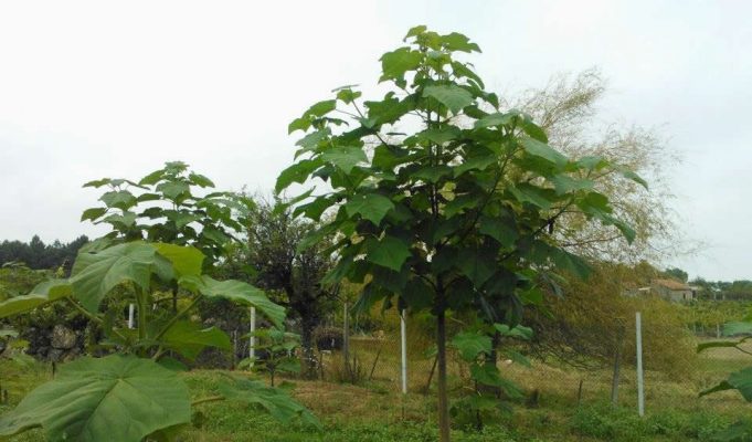 paulownia-ou-kiri-japones