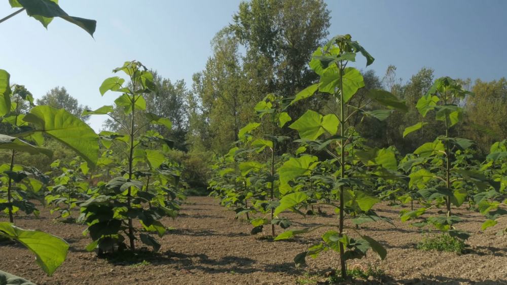 plantacao-de-paulownia