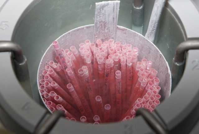 semen-congelado Sêmen Congelado em tambor