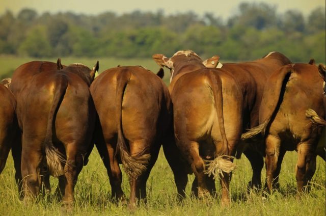top-vendedores-de-taurinos Top vendedores de taurinos