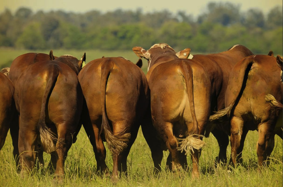 Top vendedores de taurinos