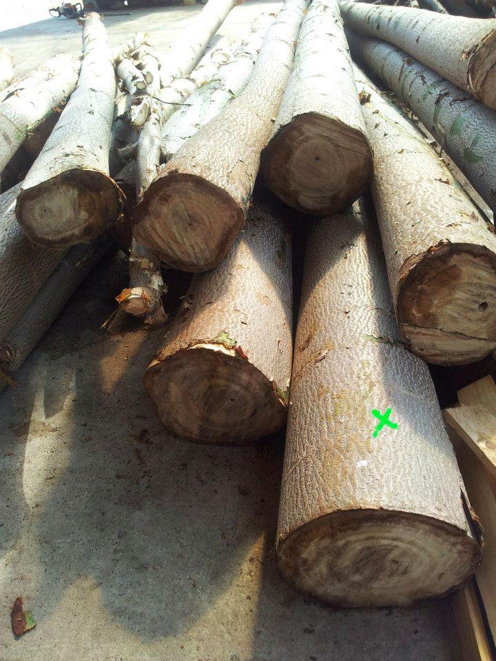 troncos-madeira-retirada-da-paulownia