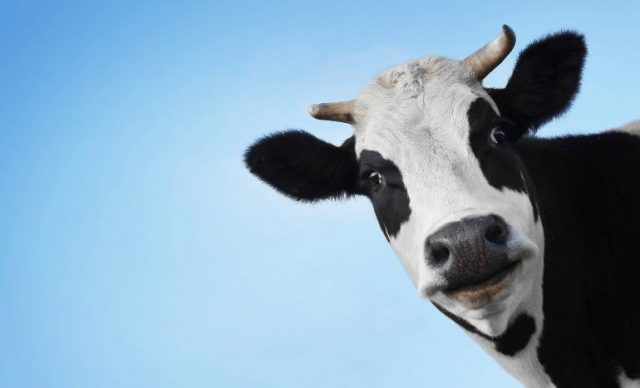 vaca-curiosa vaca-curiosa